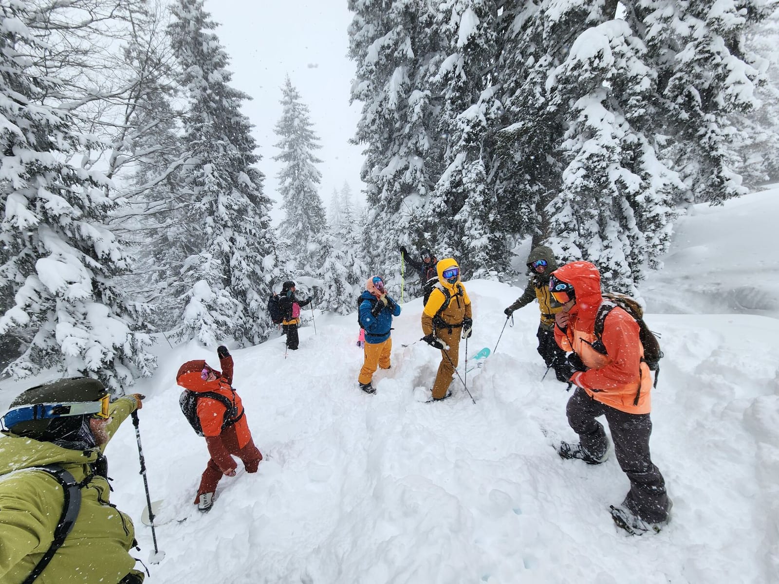 Skiers among snow-covered pines in Goderdzi